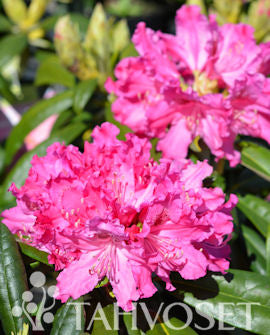 Rhododendron &