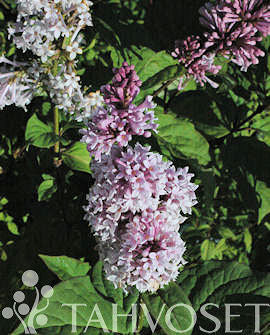 Ungersk syren Syringa josikaea 3 liters kruka