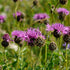 Centaurea Scabiosa 1-pack