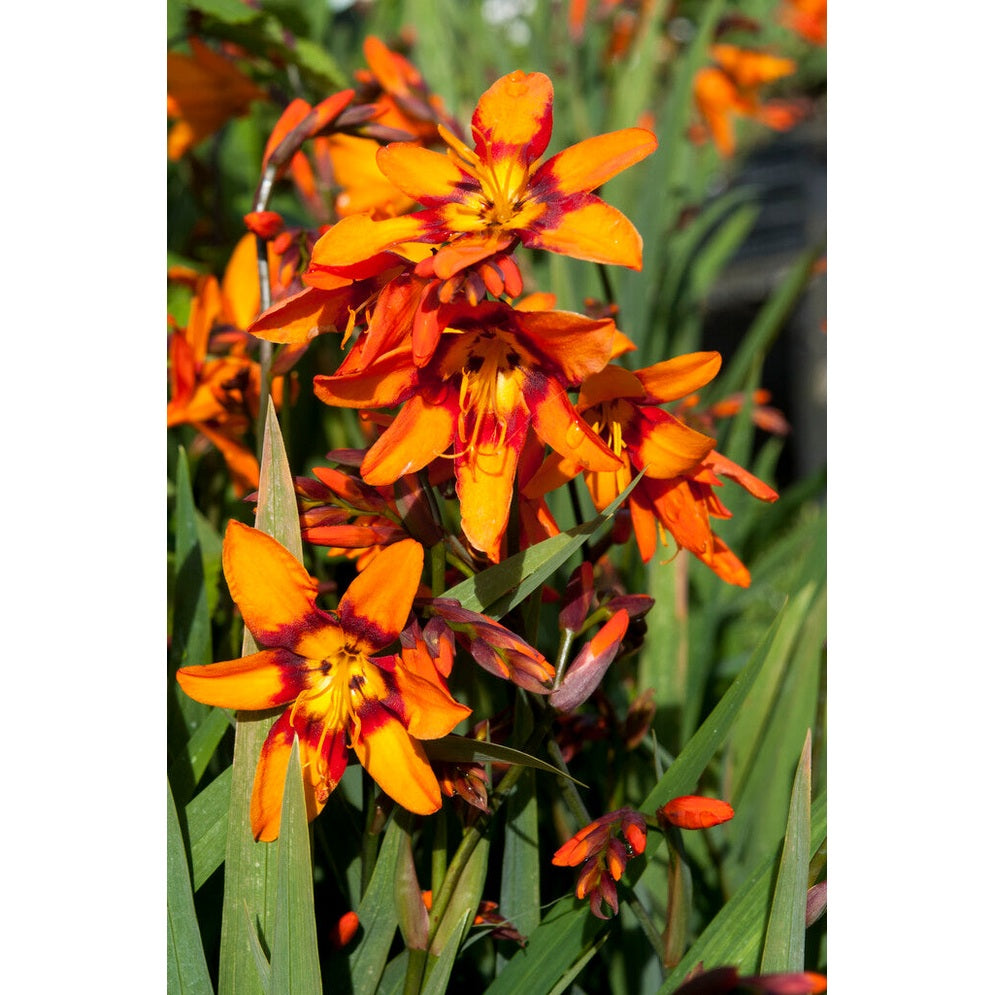 Montbretia-Crocosmia  Emily Mckenzier 10 -pack