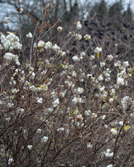 Snöbär Symphoricarpos albus, containerodlad