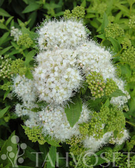 Vit rosenspirea &