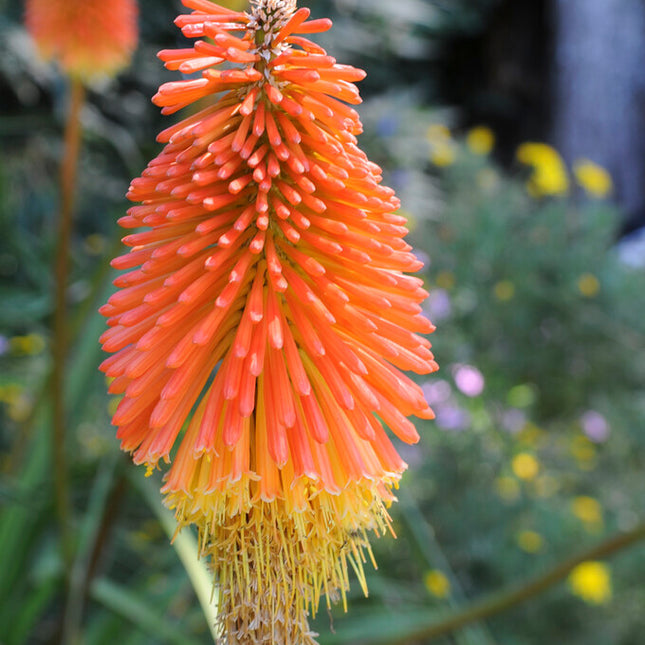 Fackellija-Kniphofia Uvaria 1-pack