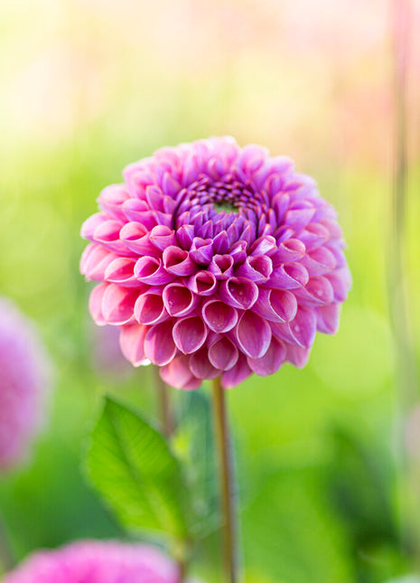 Dahlia Boll Caitlins Joy 1-pack NYHET