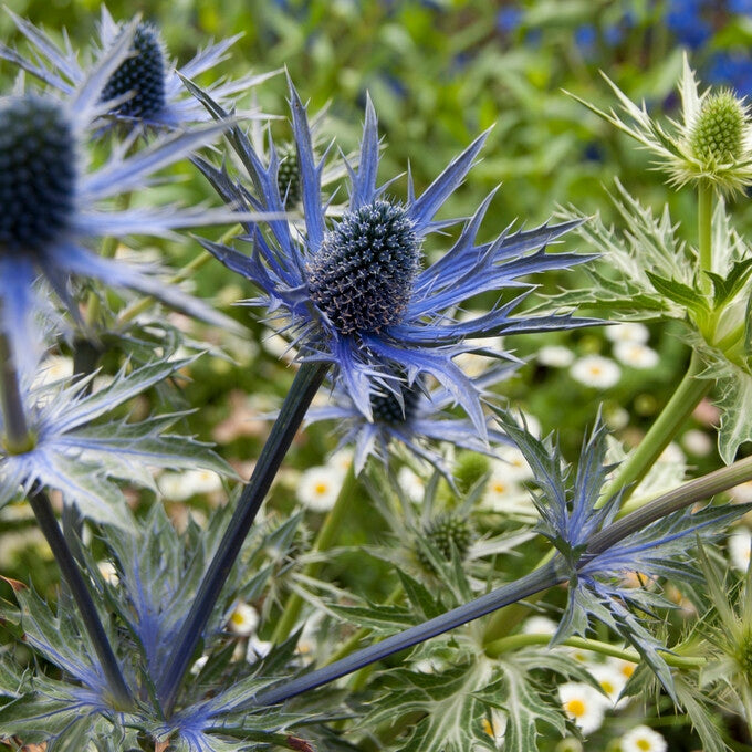 Martorn-Eryngium Big Blue 1-pack