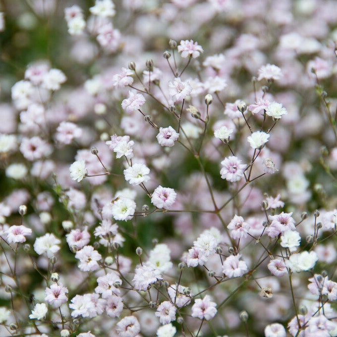 Brudslöja-Gypsophila Bristol Fairy 3-pack med småvita blommor i soligt läge.