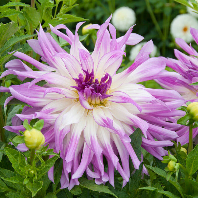 Dahlia Cactus Mingus Randy 1-pack