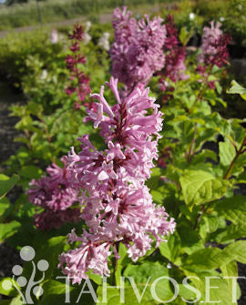 Bågsyren &