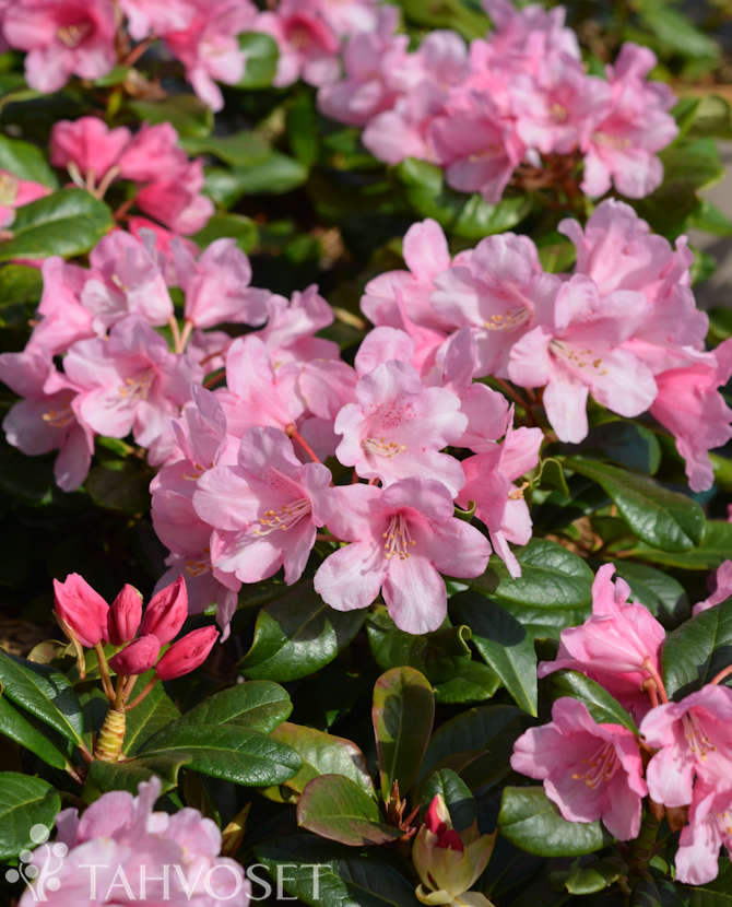 Alpros Rhododendron &