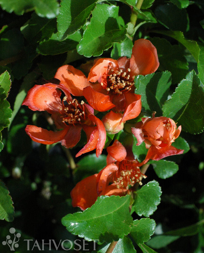 Liten rosenkvitten &