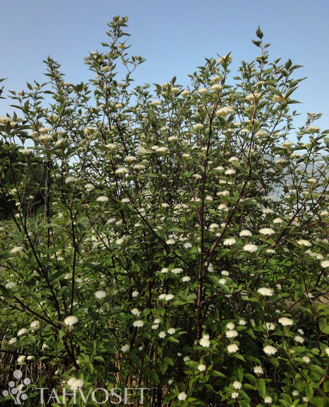 Blodkornell Cornus alba &