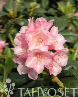 Dvärgalpros Rhododendron &