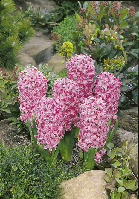 Hyacinth 'Pink Pearl' 5 kpl