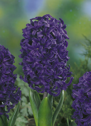 Hyacinth 'Spring Field' 5-pack