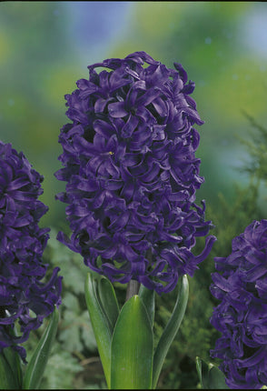 Hyacinth 'Spring Field' 5-pack