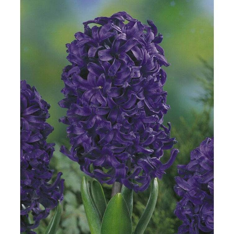 Hyacinth &