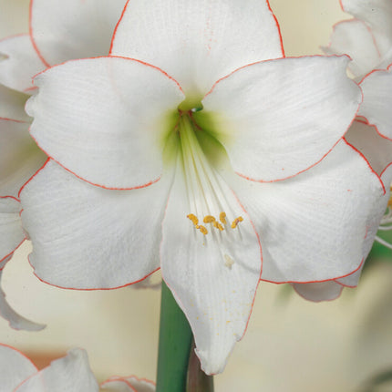 Amaryllis-Hippeastrum 'Picotee' 1-pack