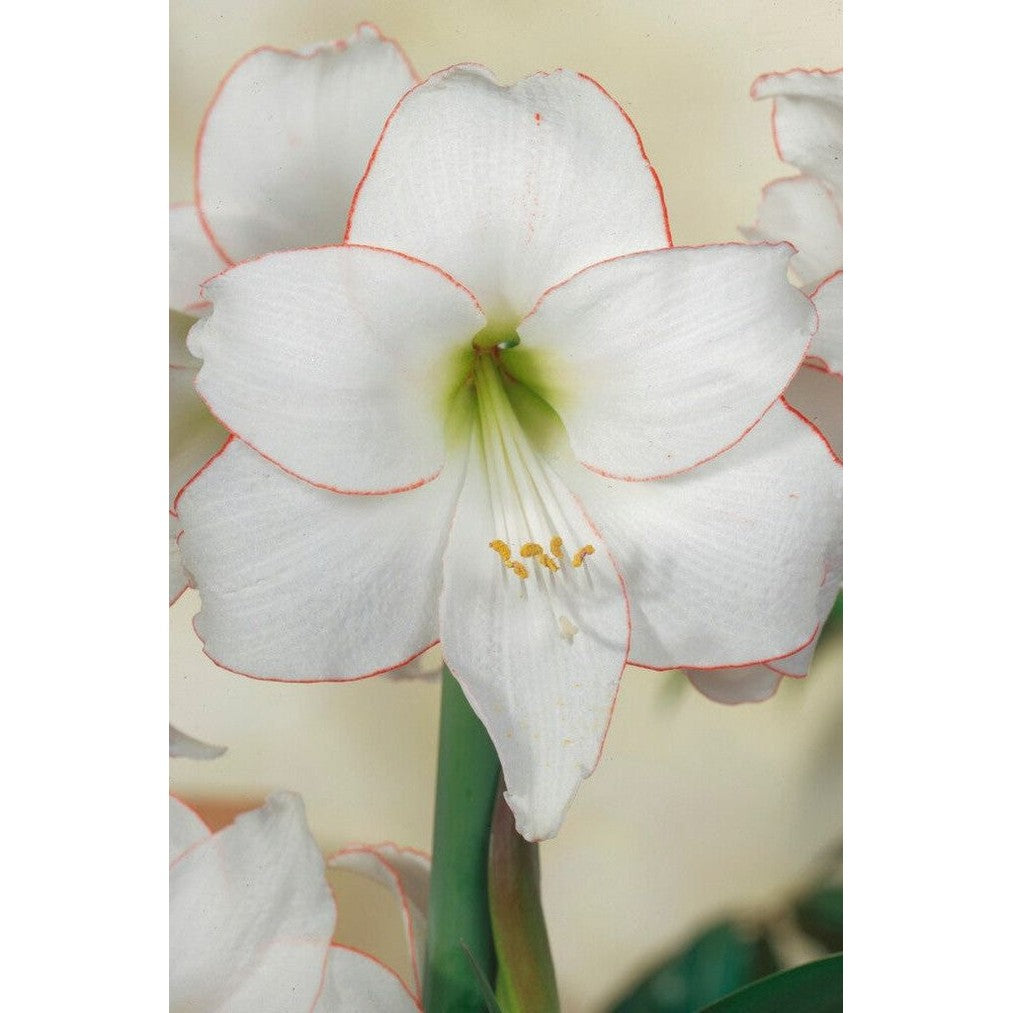Amaryllis-Hippeastrum 'Picotee' 1-pack