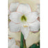 Amaryllis-Hippeastrum &