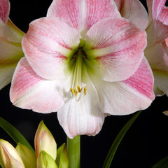 Collection image for: Amaryllis