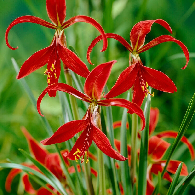 Sprekelia Formosissima 1-pack