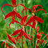 Sprekelia Formosissima 1-pack