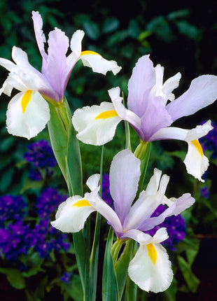 Hollantilainen iiris-Iris hollandica 'Surprise' 10 kpl