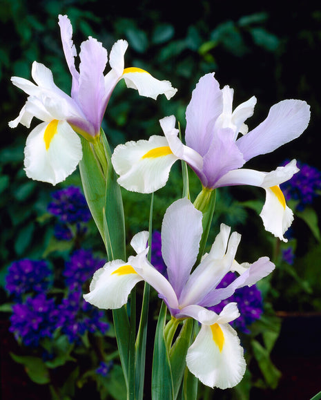 Hollantilainen iiris-Iris hollandica 'Surprise' 10 kpl