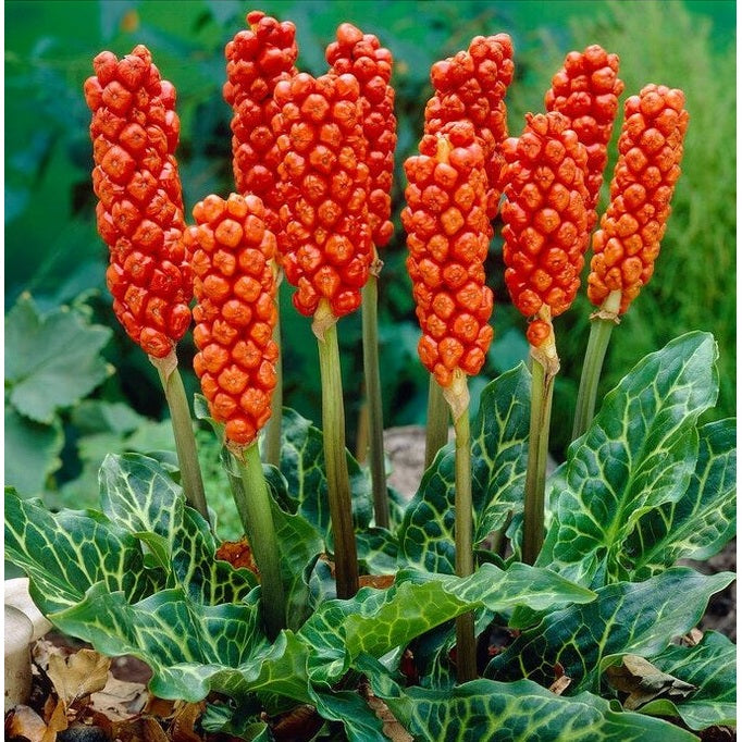 Italiensk munkhätta-Arum Italicum 3-pack