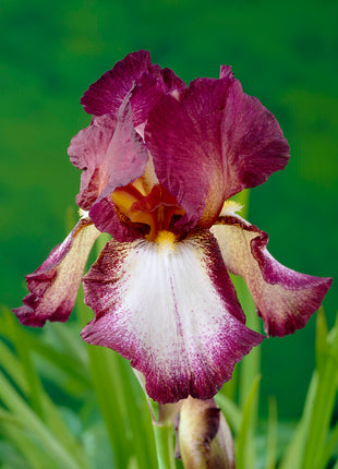 Saksalainen iiris-Iris Germanica Crinoline 1 kpl