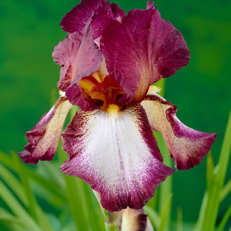 Tyskiris-Iris Germanica Crinoline 1-pack