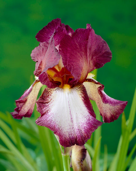 Tysk iris-Iris Germanica Crinoline 1-pak