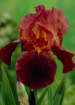 Tysk iris-Iris Germanica Ruby Mine 1-pak