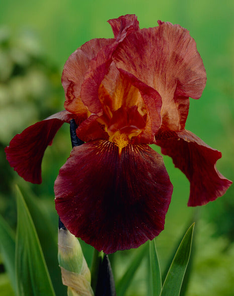 Tysk iris-Iris Germanica Ruby Mine 1-pak