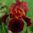 Tyskiris-Iris Germanica Ruby Mine 1-pack