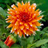 Dahlia Cactus Color Spectacle 1-pack