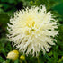 Dahlia Cactus Tsuki no Shisha 1-pack
