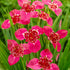 Tigridia Lilacea 10-pack