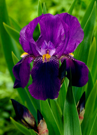 Saksan iiris-Iris Germanica Joanna 1 kpl