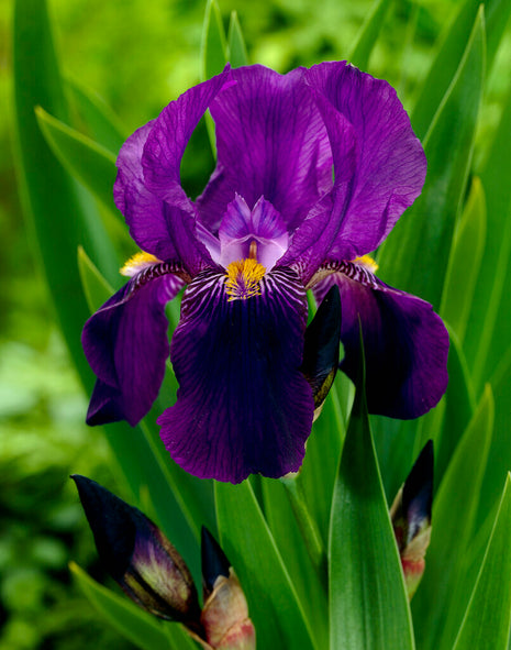 Tysk iris-Iris Germanica Joanna 1-pak
