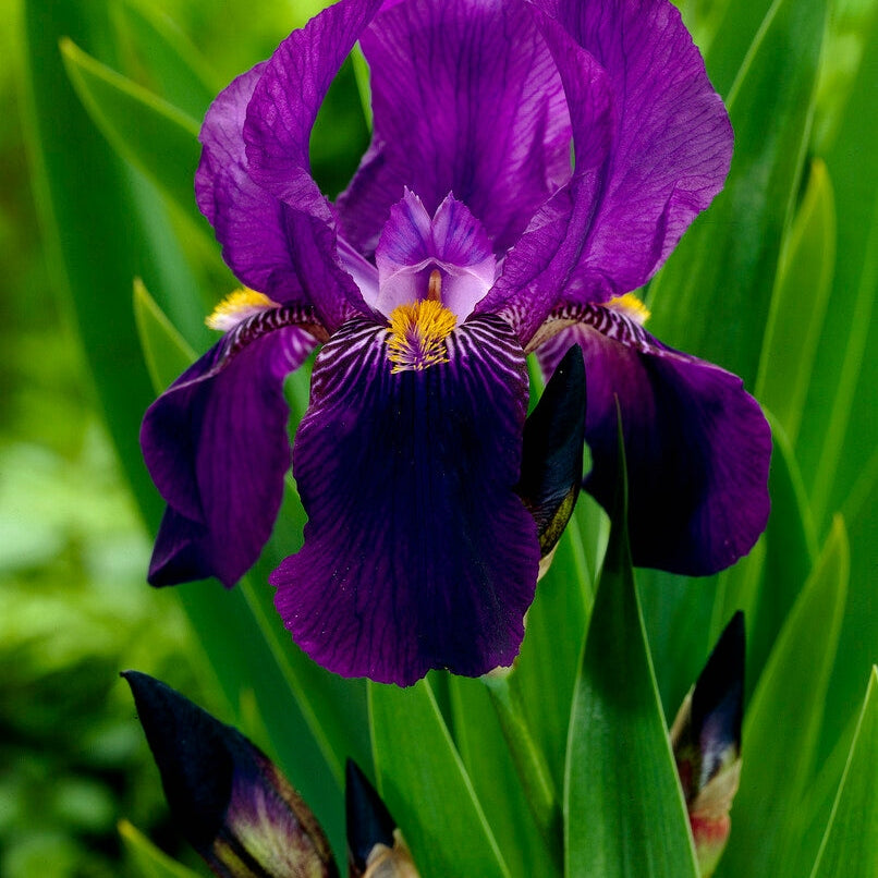Tyskiris-Iris Germanica Joanna 1-pack