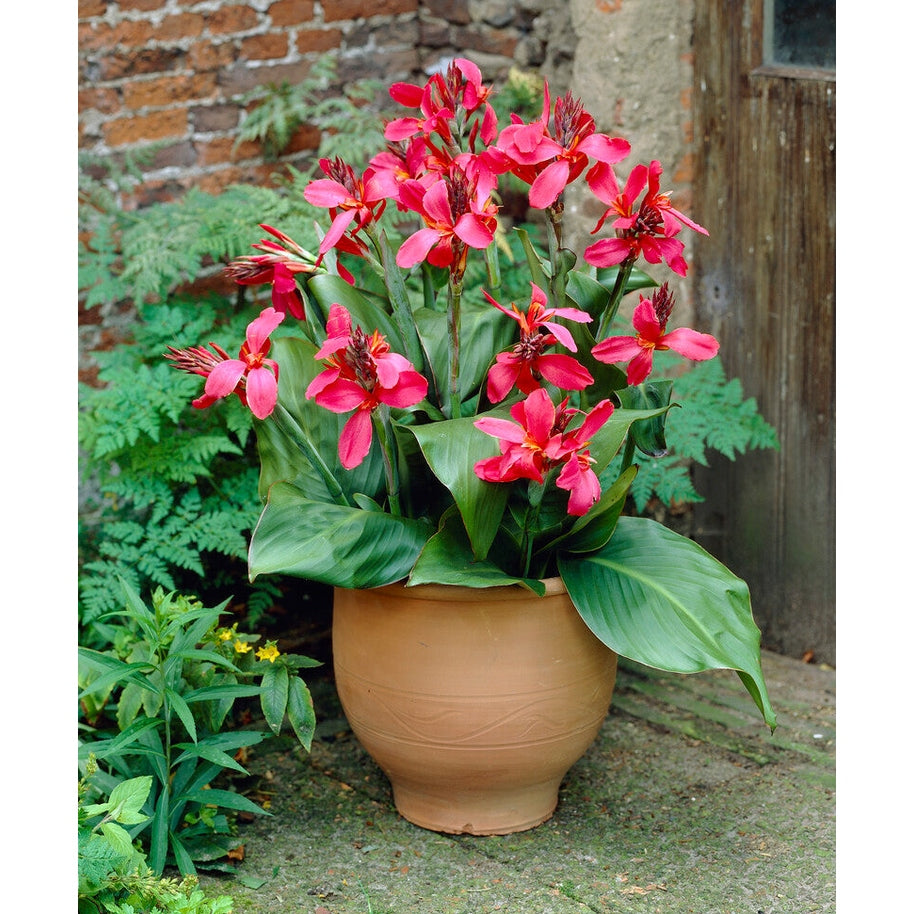 Canna Pink 1-pack