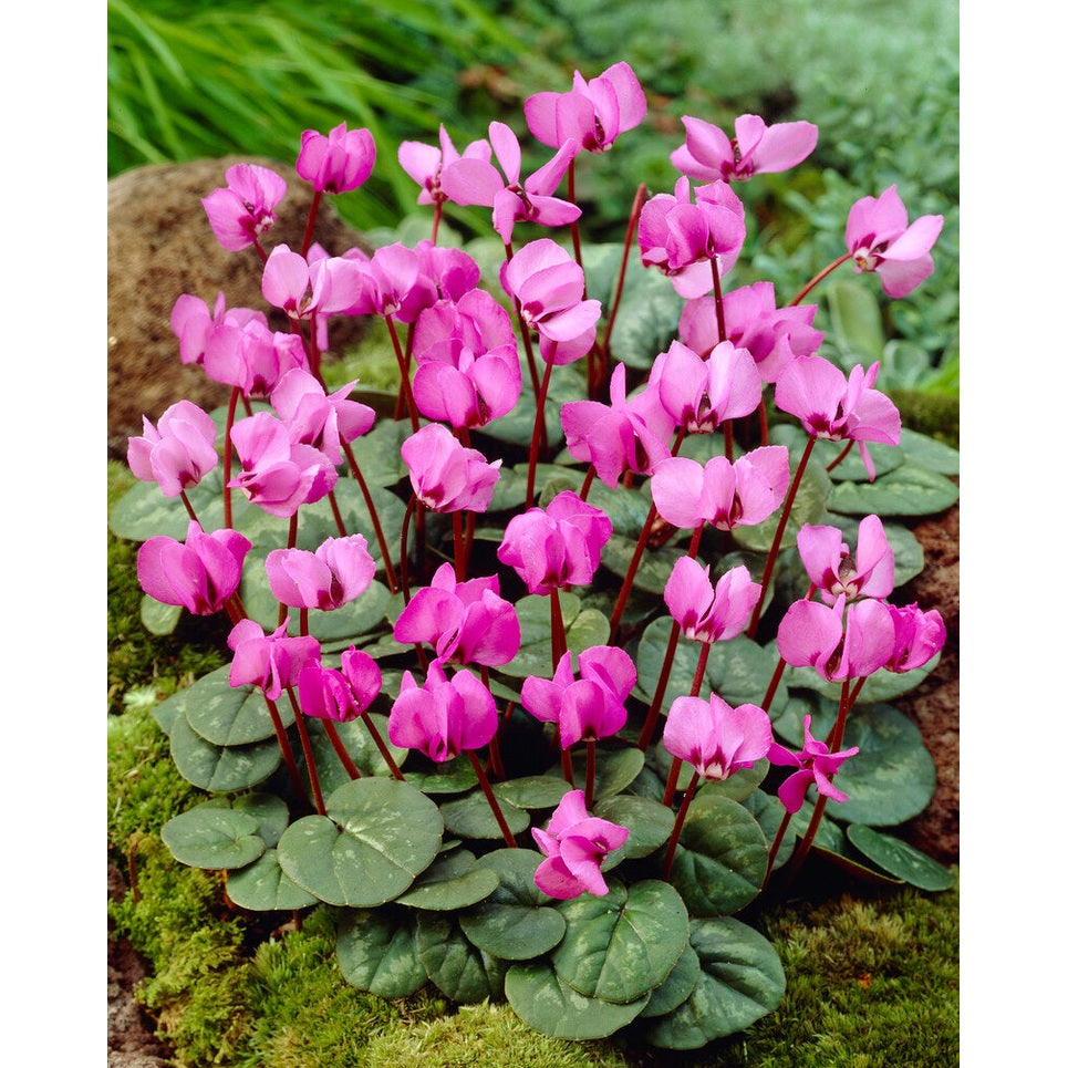 Cyclamen
