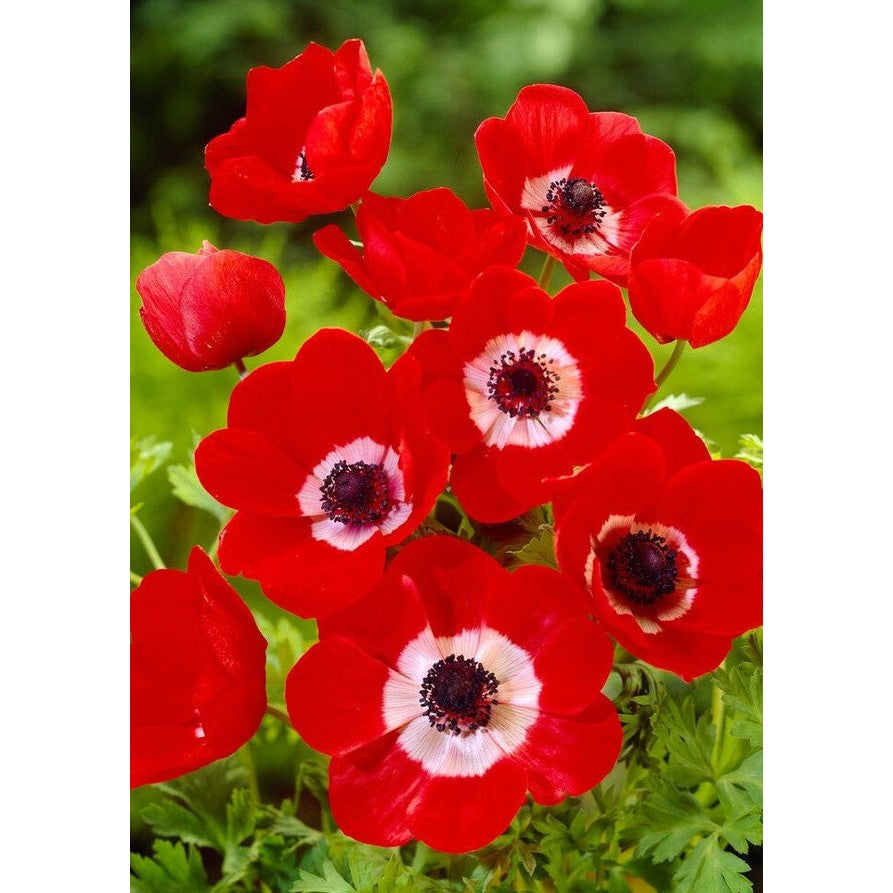 Bukettanemon-Anemone Coronaria 'Hollandia' 20-pack