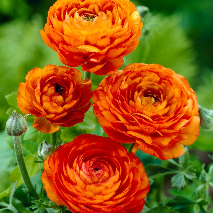 Bukettranunkel-Ranunculus Orange 10-pack