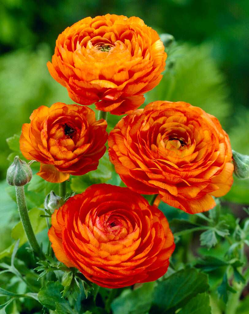 Ranunculus orange