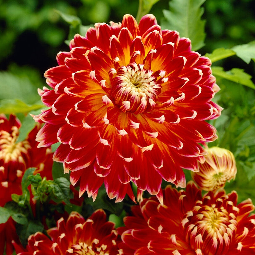 Dahlia Dekorativ Akita 1-pack