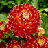 Dahlia Dekorativ Akita 1-pack