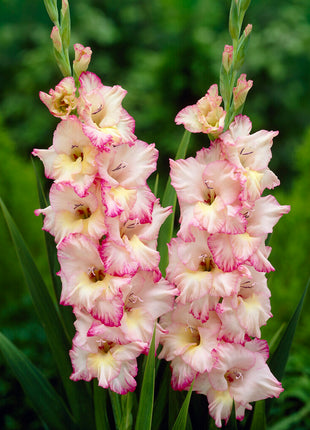Gladiolus Priscilla 10-pack