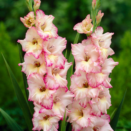 Gladiolus Priscilla 10-pack